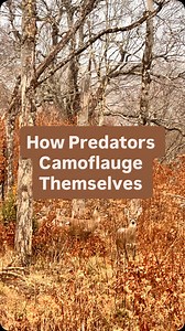 Think like a predator to protect you and your children. #predators #protectchildren #keepkidssafe #momsofinsta #protectyourkids #raisingkids #parentingtalk #parentingteens #momtalk #redflags #grooming | Mandi P. Talks Predators