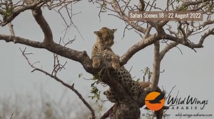 9K views · 345 reactions | Here is Part 2 of our 5-Day Best of Kruger Safari wildlife highlights. We spotted a couple of leopards, pods of hippos, dazzles of zebras, large herds of buffalos, elephants digging for water in a dry riverbed and more. © Simon Vegter Song: Dawn feat. Etsegenet Artist: Gia Sky | Wild Wings Safaris | Facebook