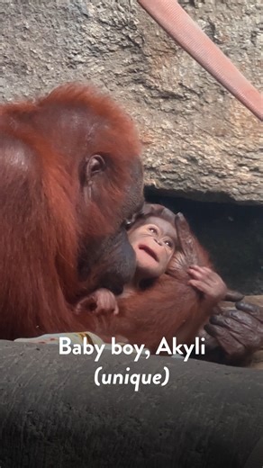 2.8M views · 104K reactions | It’s a boy! (We’re sure this time) Akyli, meaning “unique”, was born on June 21 to parents Yasmin and Boomer. The baby Bornean orangutan is on exhibit with his family during Zoo hours in the Kingdom of the Apes. Please note that the animals have access to indoor enclosures and may choose to venture off exhibit. Plan your visit at https://www.toledozoo.org/ | The Toledo Zoo | Facebook