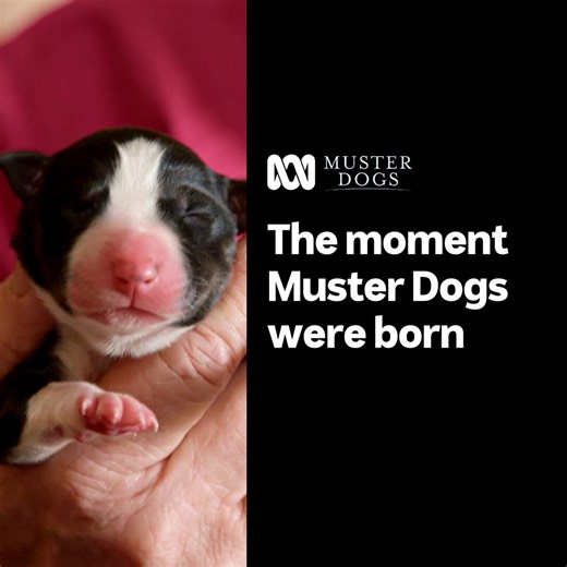 After 14 long hours, beloved doggie Debbie gives birth to 10 healthy and gorgeous Australian Border Collie puppies. All these puppies are going to good homes and five are destined for the spotlight on the new series of Muster Dogs. 🐾Which one is your favourite pick of the litter? Stream ‘Muster Dogs’ season 2 from Sunday 14 January at 7.30pm, exclusively on ABC TV and ABC iview. #MusterDogs #ABCTV | ABC Australia