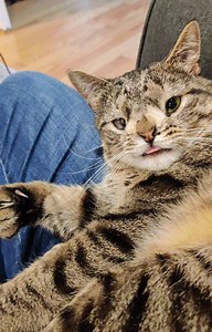 Maya likes to gets the pets when Maya wants to gets the pets | Maya the Cat