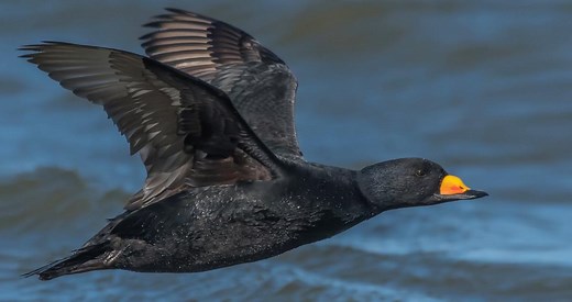 Black Scoter Identification, All About Birds, Cornell Lab of Ornithology