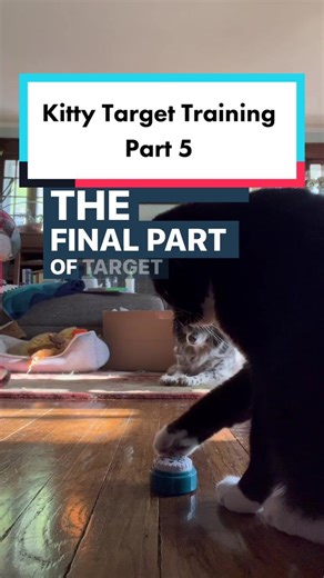 Part 5: Successful Cat Button Training Techniques