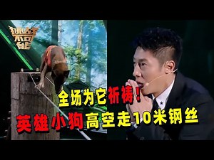 全场都在祈祷它成功！英雄小狗克服天性走10米钢丝 2.5米高空摔落在地也依然坚持挑战！丨挑战不可能 Impossible Challenge