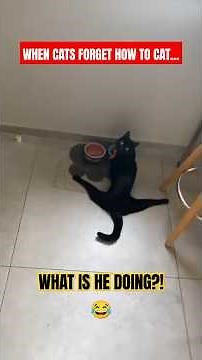 CATS GONE CRAZY! 😹 2 Minutes of PURE Chaos & Fails You Can’t Unsee!