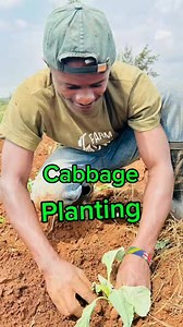 Planting cabbages | Farm With Fred