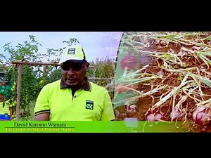 Kenya vegetable farming - is Red Coach the best onion variety for Africa?