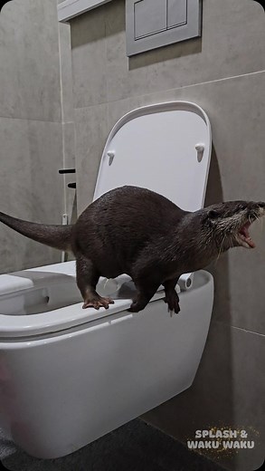 Splash & Waku Waku on Instagram: "Otter Splash learned how to use the toilet 🚽 😂 Story: so we found poo in our guest rooms toilet all the time, it was very strange since we didn’t see any toilet paper. Later we figured it was one of the otters. When I put Splash on the toilet today he just knew what to do. He teached it to himself, or he saw us do it and copied us. Otters are so smart 🧠🦦🦦 PS: don’t let this fool you that they are potty trained. He only does it when he is near the potty. Els