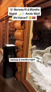 Norway Ki 6 Months Night: Arctic Wolf aur Itni Lambi Raaten