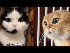 “These Cats Act Like They Have a Full-Time Job!”