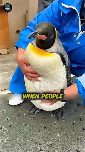 Why You Should Never Touch Penguins in Antarctica 🐧❄️ #trending #viral