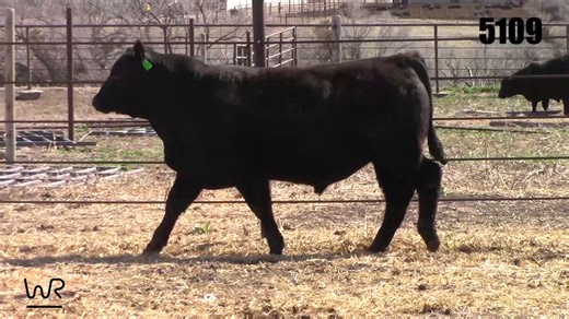 Lot 5109 - WR Bar Granite Pride 5109: WR Bar Ranch - WR Bar Online Bull Sale