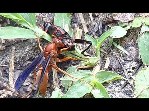 Polistes carolina..Red Wasp