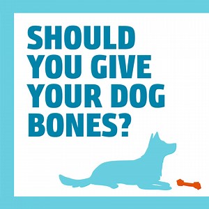 Staying on top of your pet’s dental health is one of the best things you can do as a pet parent! Find more tips from Dr. Lauren Richman on our YouTube channel and latest Fresh Scoop podcast. | Morris Animal Foundation | Facebook