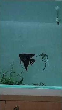 Clear Water = Safe Tank? ❌ New Aquarium Silent Killer Explained | #happyfinsandnature