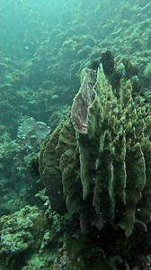 3.1M views · 40K reactions | Sponge Barrel #keepdiving #adventuredive #oceanlife #scubadiving #underwaterworld | Long Journey | Facebook