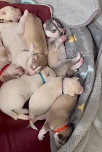 Sleeping beauties #jasperbluesiberians | Jasper Blues Siberians