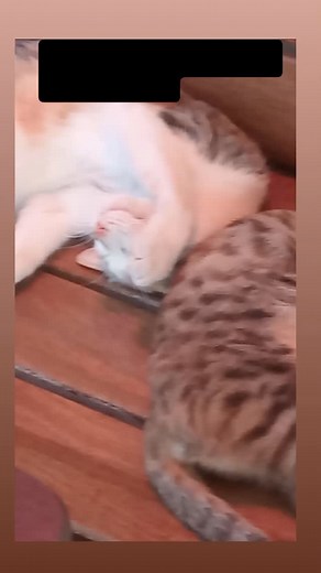 Amazon Alta on Reels