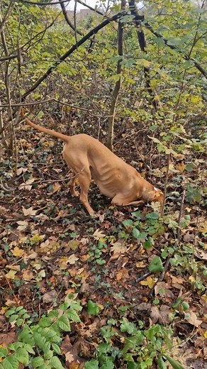 49K views · 1K reactions | Mum had not taken me to the forest of...