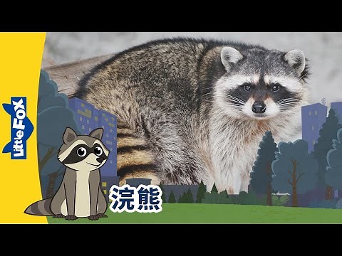 [4K] 认识动物 - 浣熊 ( Meet the Animals - Raccoon | 北美浣熊 | 动物 | Animals | Little Fox Chinese