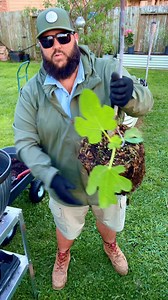 Repotting and Propagating this Black Mission Fig Tree! | Texas Garden Guy