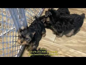 Yorkie Puppies For Sale