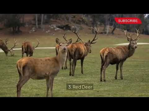 Exploring the World of Deer: Amazing Facts About Different Deer Species