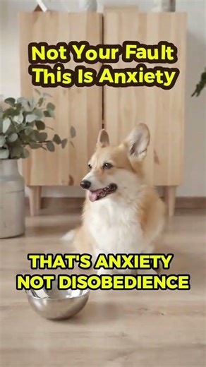 Why Your Dog Panics When You Leave 🐶💔 #doganxiety #separationanxiety #dogtraining #shorts