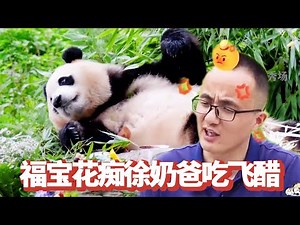 Anthomaniac fubao bleated to attract handsome men daughter nuxu dad eat flying vinegar see fubao