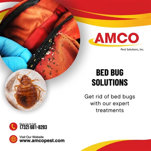 🌞🚫 Don't let bed bugs ruin your peace of mind! AMCO Pest Solutions offers comprehensive bed bug treatments. Contact us at (888) 593-4948 or visit www.amcopest.com to schedule an inspection. #AMCOPestSolutions #PestControl #BedBugTreatment #SafeHome #ExpertServices | Amco Pest Services, Inc.