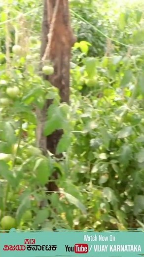 Tomato Farming | Cultivation Methods & Production Guide