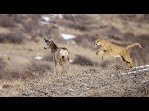 Mountain lion hunting deer