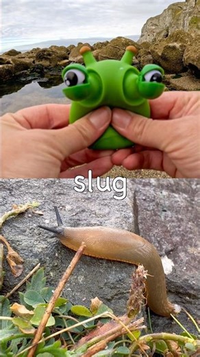 Bug Insect Names | Kids Learn at the Rock Pool: Spider Bee Slug Scorpion Mosquito