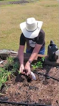 Raised Bed Pepper Planting Done Right