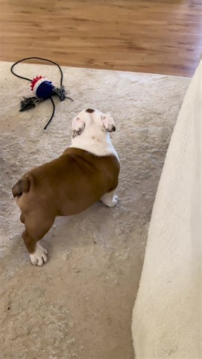 Our chunky boy Biggie 🥹 #bulldog #britishbulldog #bulldogpuppy | Bulldog Puppy