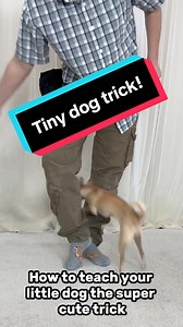 Kikopupdogtraining on TikTok