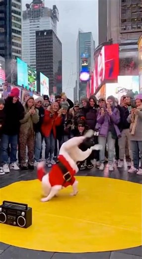 Dancing Dog Delivers the Most Entertaining Street Show!