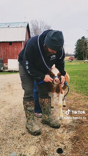 Bloated Calf? Easy At-Home Fix for Farmers