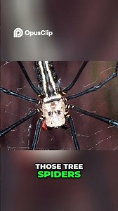 Tree Spider Bites The Truth Revealed!