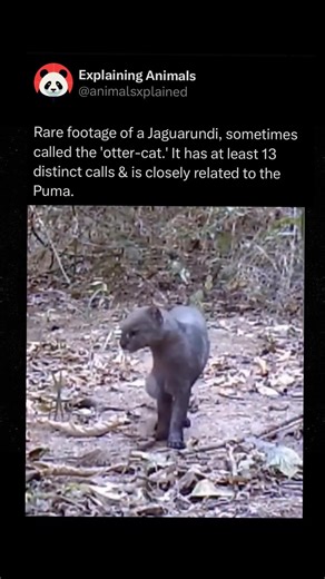 Explaining Animals on Instagram: "Follow me @animalsxplained to learn something INTERESTING about animals every day 🧠‼️ The jaguarundi, often nicknamed the otter cat because of its long body and short legs, is a small wild cat native to the Americas that people rarely get to see up close. It belongs to the same genus as the cougar, making it more closely related to the puma than to most other small cats, and it stands out for being unusually vocal. Researchers have recorded at least a dozen dis