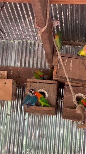 Cute love birds❤️🥰 #lovebirdsfarming #birds #lovebirds #birdingparadise