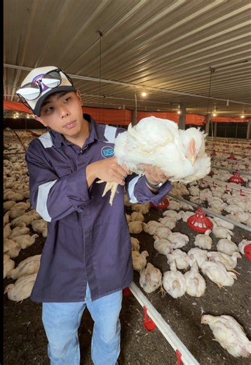 Mitos raya tentang ayam broiler dan Ed Lee