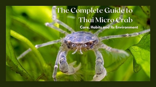 Thai Micro Crab - The Complete Care Guide