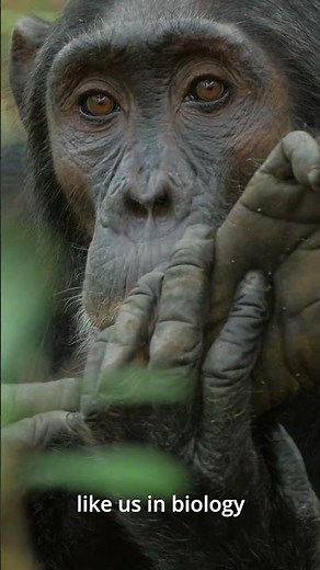 World Chimpanzee Day 2025