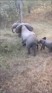 2.9M views · 77K reactions | 7 days wildlife primates and gorilla...