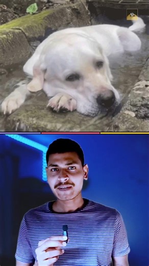 "The Scientific Secret Behind Dogs' Innocence! 🐶🧪" #shorts