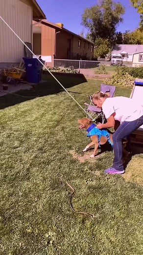 CH Leonidas American Pitbull Terrier Esther Animalu