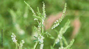 Melilotus albus, known as honey clover, white melilot (UK), Bokhara clover (Australia), white sweetclover (USA), and sweet clover, is nitrogen-fixing legume in family Fabaceae.