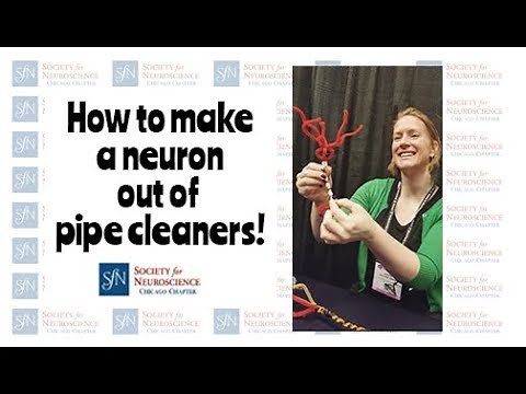 How to Make a Neuron Out of Pipe Cleaners!