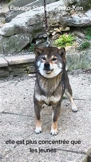 Yamcha fait sa belle#educationcanine #shibainu #elevage #doglife #shiba